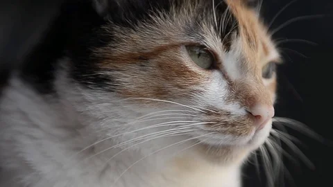 Cat snout that looks something Stock Footage 88920867