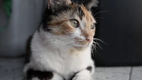 Cat snout that looks something Stock Footage 88920883