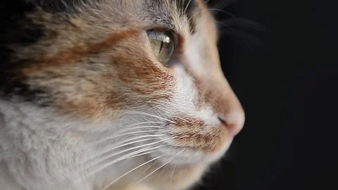 Cat snout that looks something Stock Footage 88920894