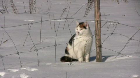 Cat in the snow Stock Footage 647317