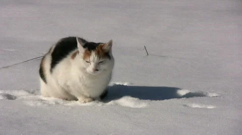 Cat in the snow Stock Footage 650534