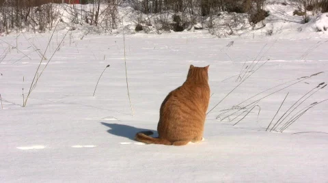 Cat  in the snow Video stock 655051