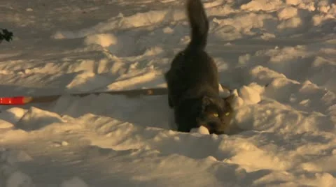Cat in the Snow Video stock 11426339