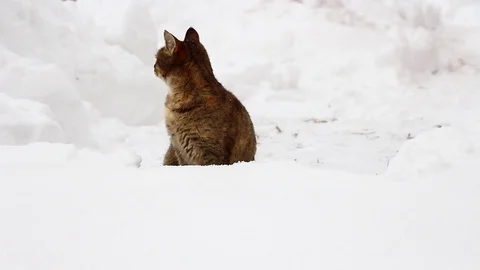 Cat in snow Stock Footage 72475907