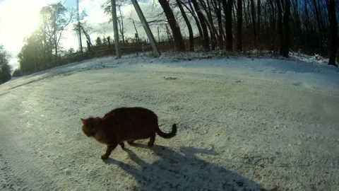 Cat in the snow Stock Footage 167544548