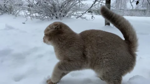 Cat in the snow Video stock 223103613