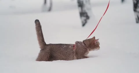 A cat in the snow Stock Footage 267832793