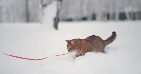 A cat in the snow Stock Footage 267832851