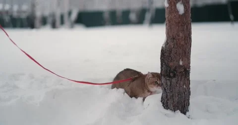 A cat in the snow Stock Footage 267832870