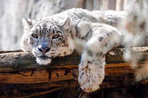 Cat snow leopard - Irbis, Uncia uncia Stock Photos