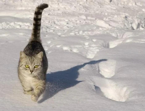 Cat in the snow Stock Photos