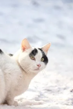 Cat on snow Stock Photos