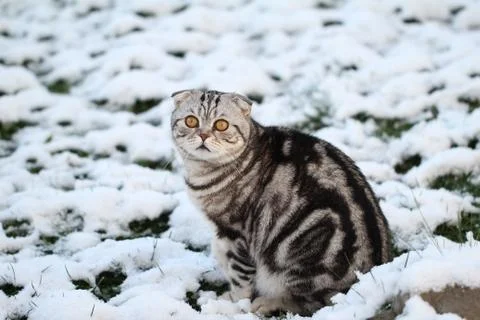 Cat in the snow Stock Photos