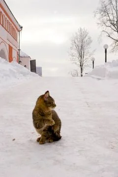 Cat on the snow Stock Photos