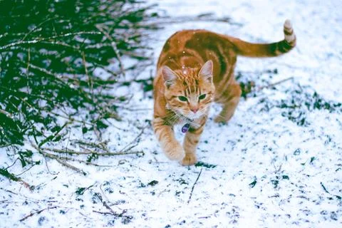 Cat in the Snow Stock Photos