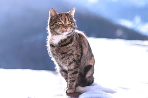 Cat in the snow. Stock Photos