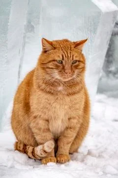 Cat on the snow Stock Photos