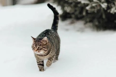 A cat in the snow Stock Photos