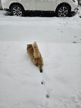 Cat in the snow Foto stock