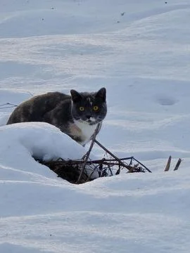 Cat in snow Stock Photos