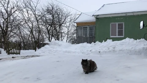 Cat on the snow, winter, field, forest, everything is shrouded in snow 스톡 동영상 86219859