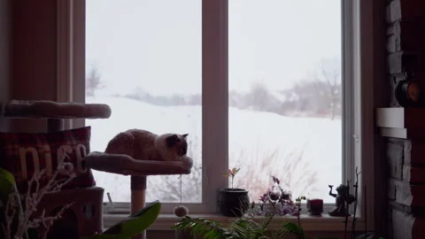 Cat Snow Winter Window Christmas Background, Cute Home Pet Sitting Warm Inside Stock Footage 293357029