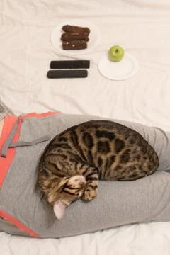 The cat snuggled down on the man's legs. Comfort and love. The concept of sta Foto stock