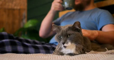 Cat snuggled under blanket on sofa with owner, cat embodying warmth and Stock Footage 311751241