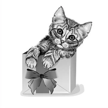 Cat so cute hb Stock Illustration