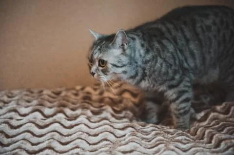Cat on a sofa 1789. Stock Photos