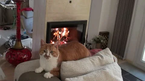 Cat on sofa and fireplace Stock Footage 22089830