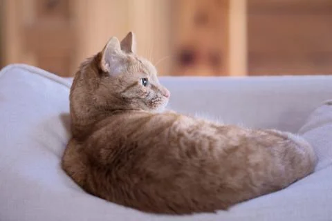Cat of sofa cushion Stock Photos