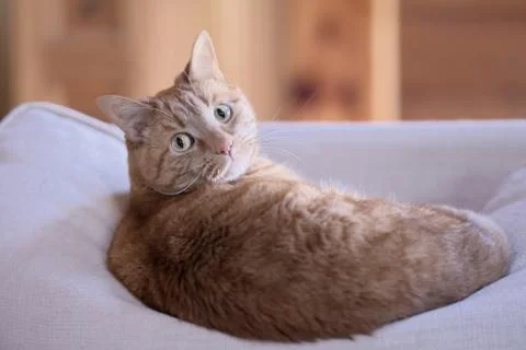 Cat of sofa cushion Stock Photos