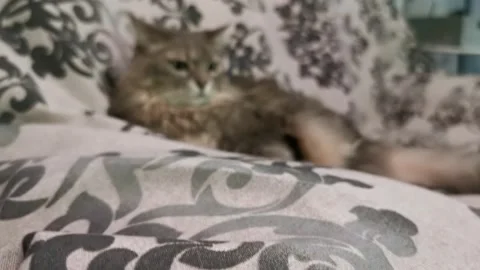 Cat on the sofa Video stock 131138019