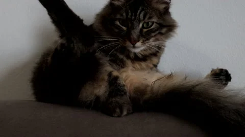 A cat on the sofa licking its fur. Video stock 239015833