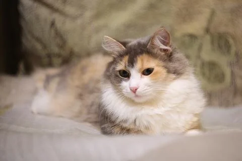 Cat on sofa Stock Photos