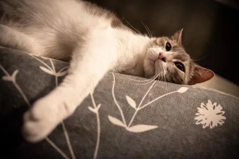 Cat on sofa Stock Photos