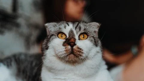 Cat on the sofa Stock Photos
