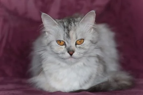Cat on sofa in red background Stock Photos