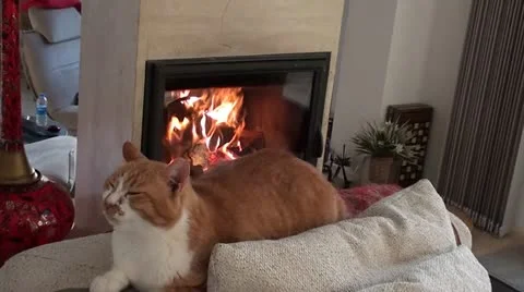 Cat on sofa zoom in fireplace Stock Footage 22089907