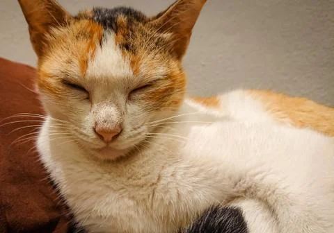 Cat on sofa.Kitten sleep Stock Photos