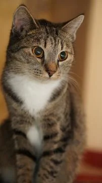 The cat is up to something Stock Photos
