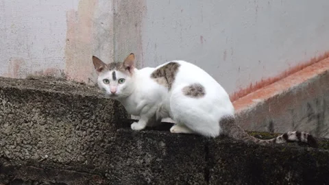Cat with a special marking on forehead sitting on a wall Video stock 277829727