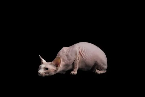 Cat sphinx on a black background. studio photo. Photos