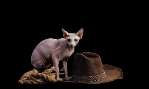 Cat sphinx on a black background. studio photo. Stock Photos