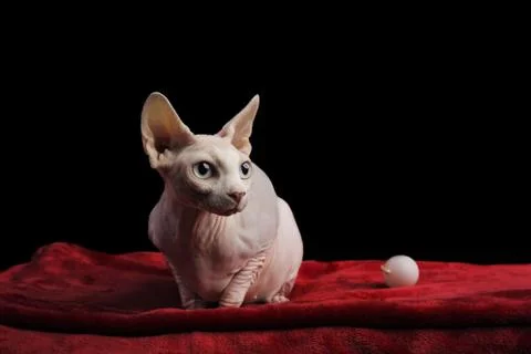 Cat sphinx on a black background. studio photo. Stock Photos