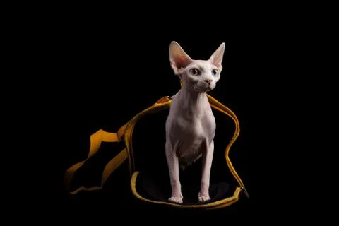 Cat sphinx on a black background. studio photo. Stock Photos