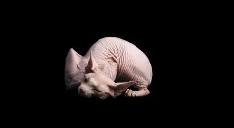 Cat sphinx on a black background. studio photo. Stock Photos