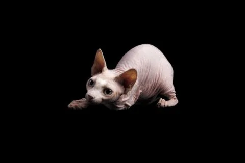 Cat sphinx on a black background. studio photo. Stock Photos