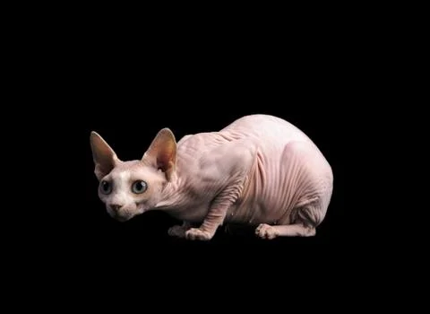 Cat sphinx on a black background. studio photo. Photos